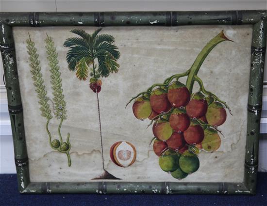 Captain E.A. McCurdy (19th C.) Botanical studies of Indian fruits 11.5 x 15in., housed in hand painted simulated bamboo frames